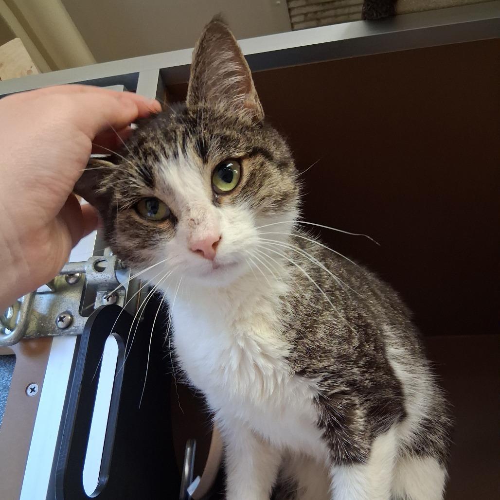 Enlarge Mavis, a Adoptable Domestic Short Hair in Middlebury, VT image 2/6