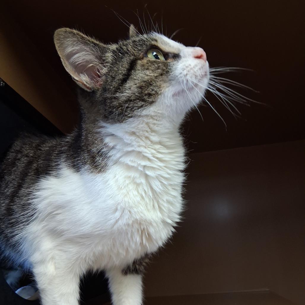 Enlarge Mavis, a Adoptable Domestic Short Hair in Middlebury, VT image 3/6
