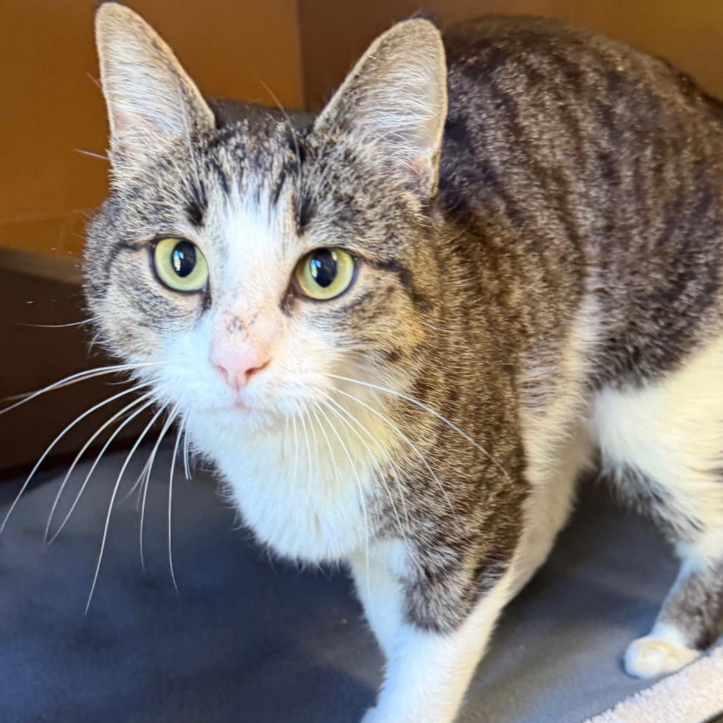 Enlarge Mavis, a Adoptable Domestic Short Hair in Middlebury, VT image 4/6