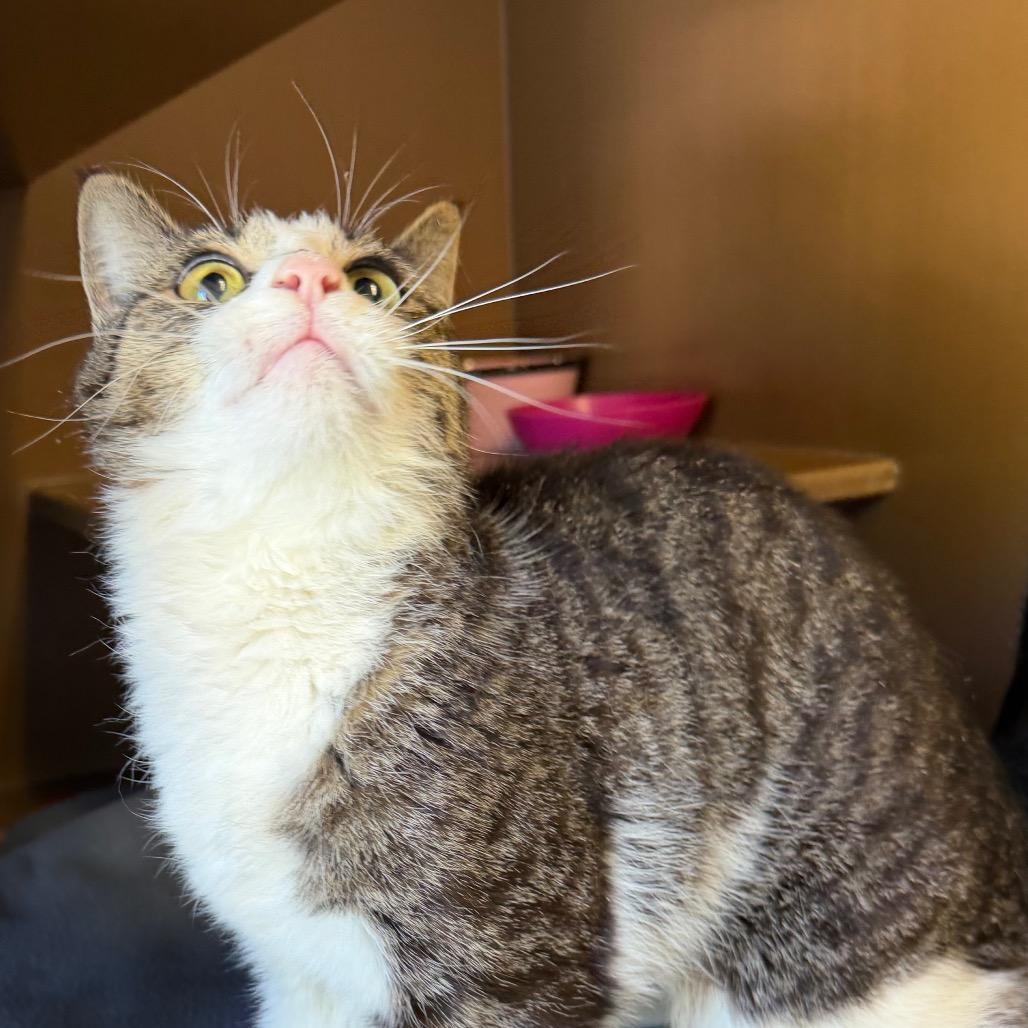Enlarge Mavis, a Adoptable Domestic Short Hair in Middlebury, VT image 5/6