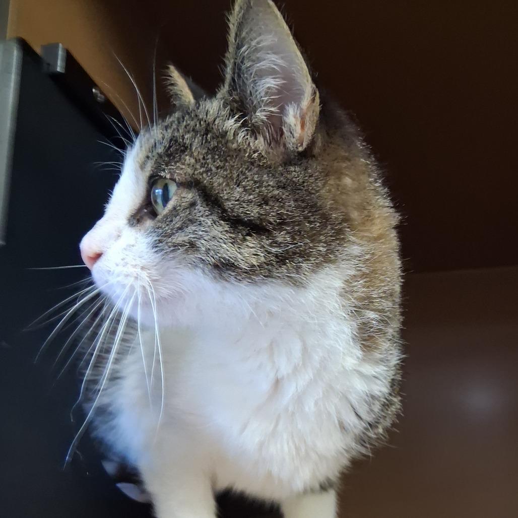 Enlarge Mavis, a Adoptable Domestic Short Hair in Middlebury, VT image 6/6