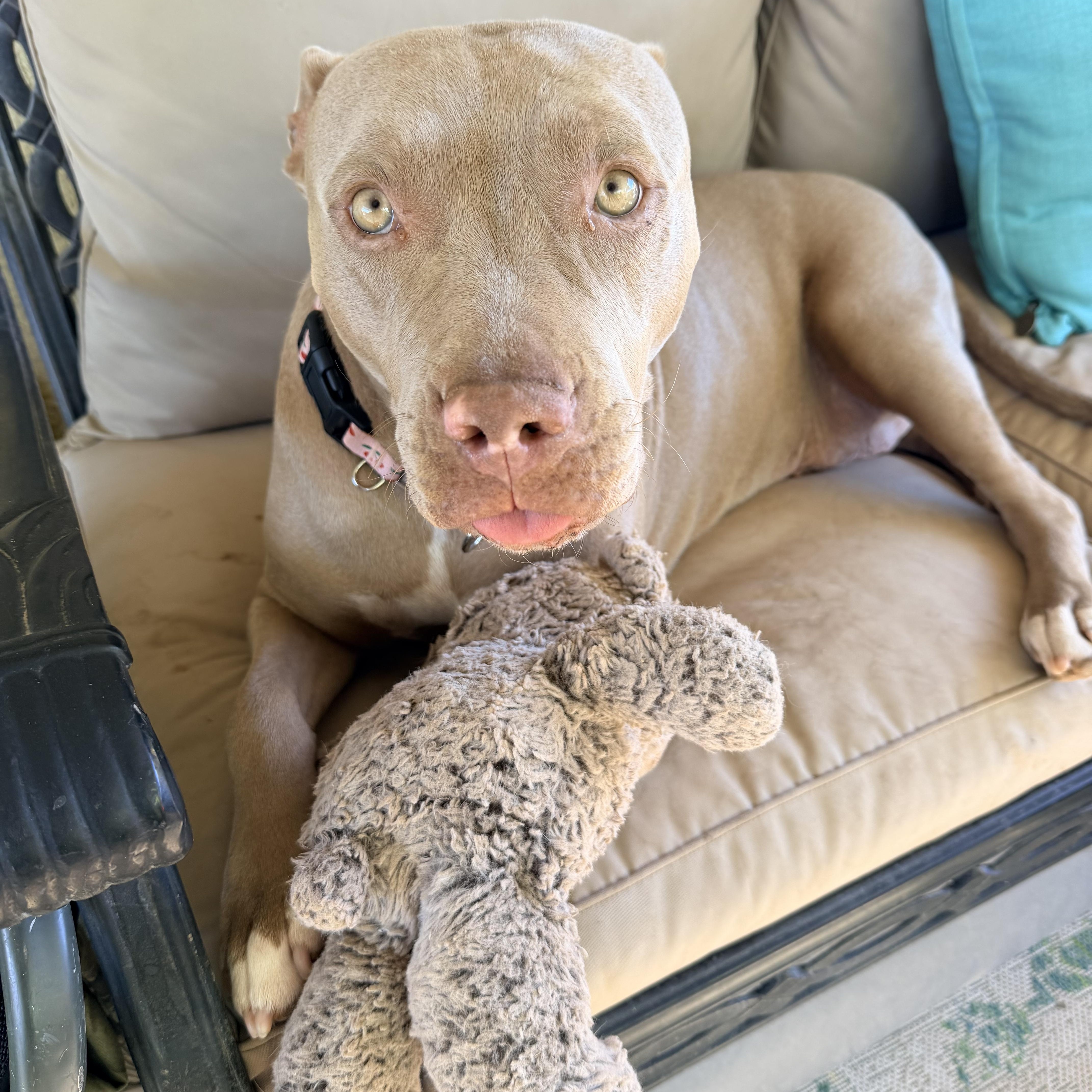 Dolly, a ADOPTABLE Pit Bull Terrier in Henderson, NV image 3/5