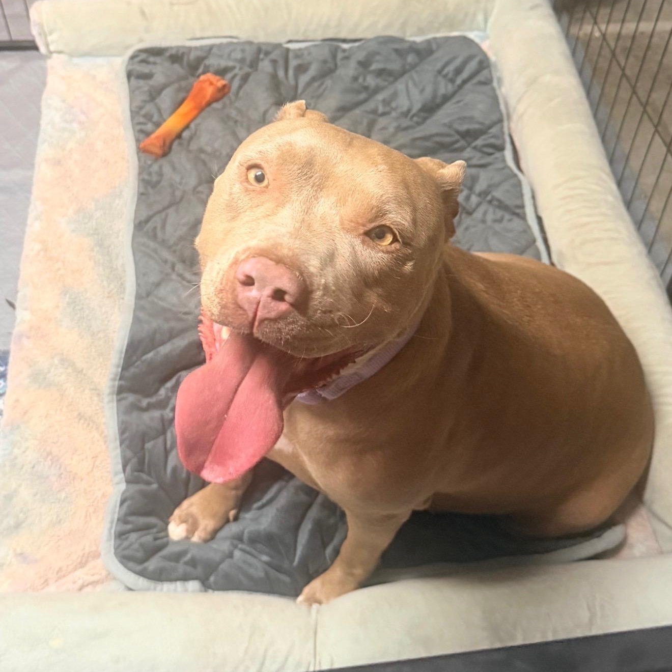 Dolly, a ADOPTABLE Pit Bull Terrier in Henderson, NV image 5/5