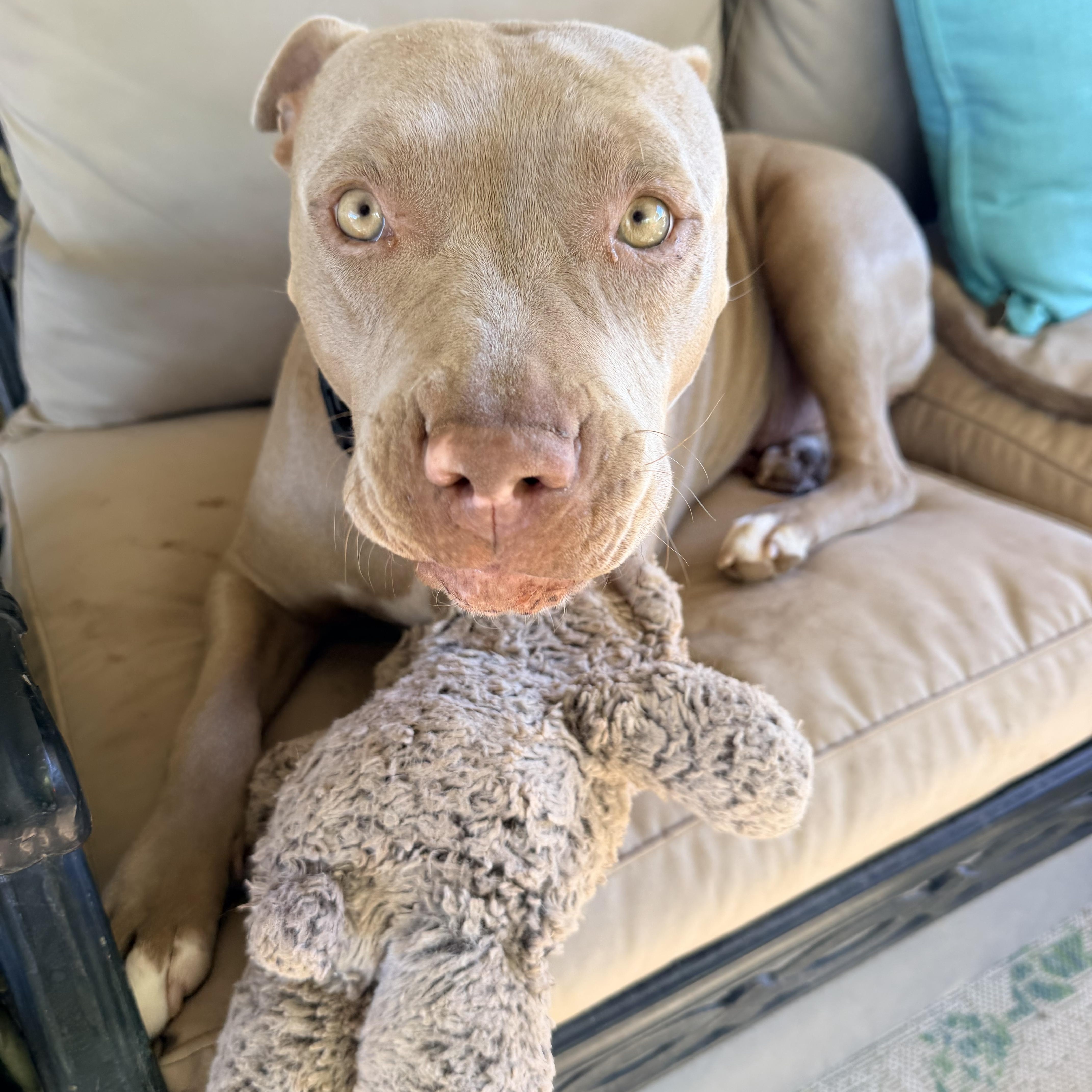 Dolly, a ADOPTABLE Pit Bull Terrier in Henderson, NV image 2/5