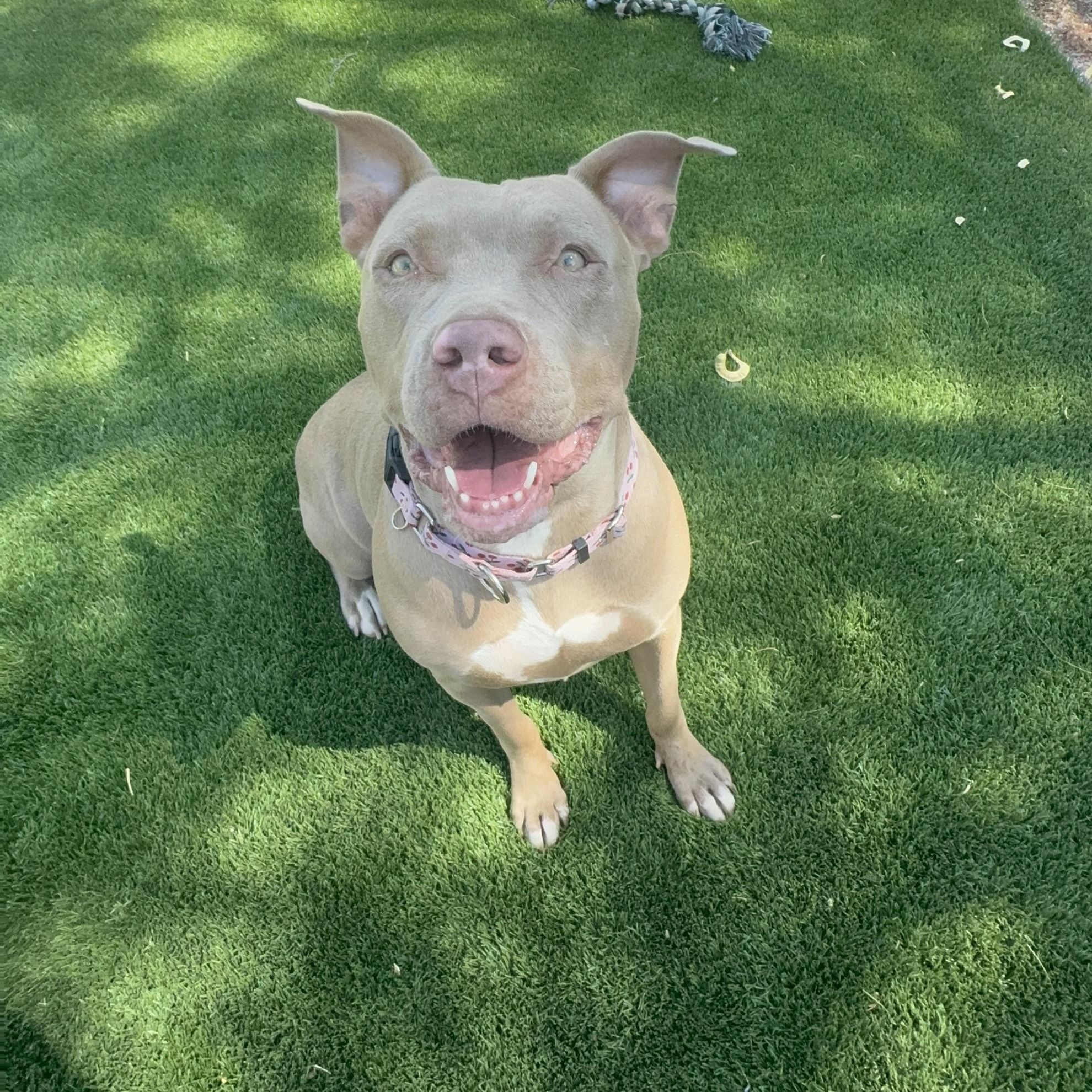 Dolly, ADOPTABLE, Young Female Pit Bull Terrier.