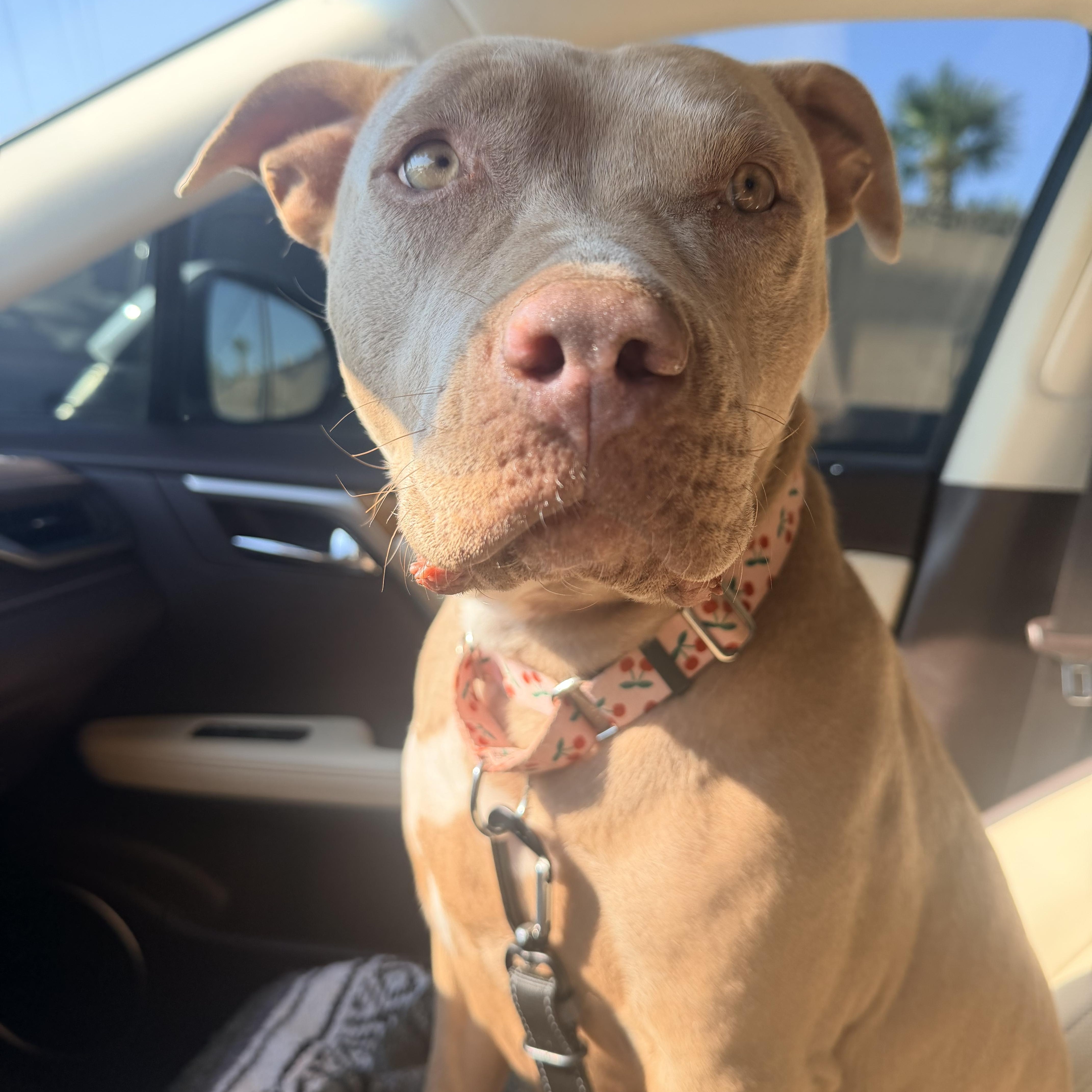 Dolly, a ADOPTABLE Pit Bull Terrier in Henderson, NV image 4/5