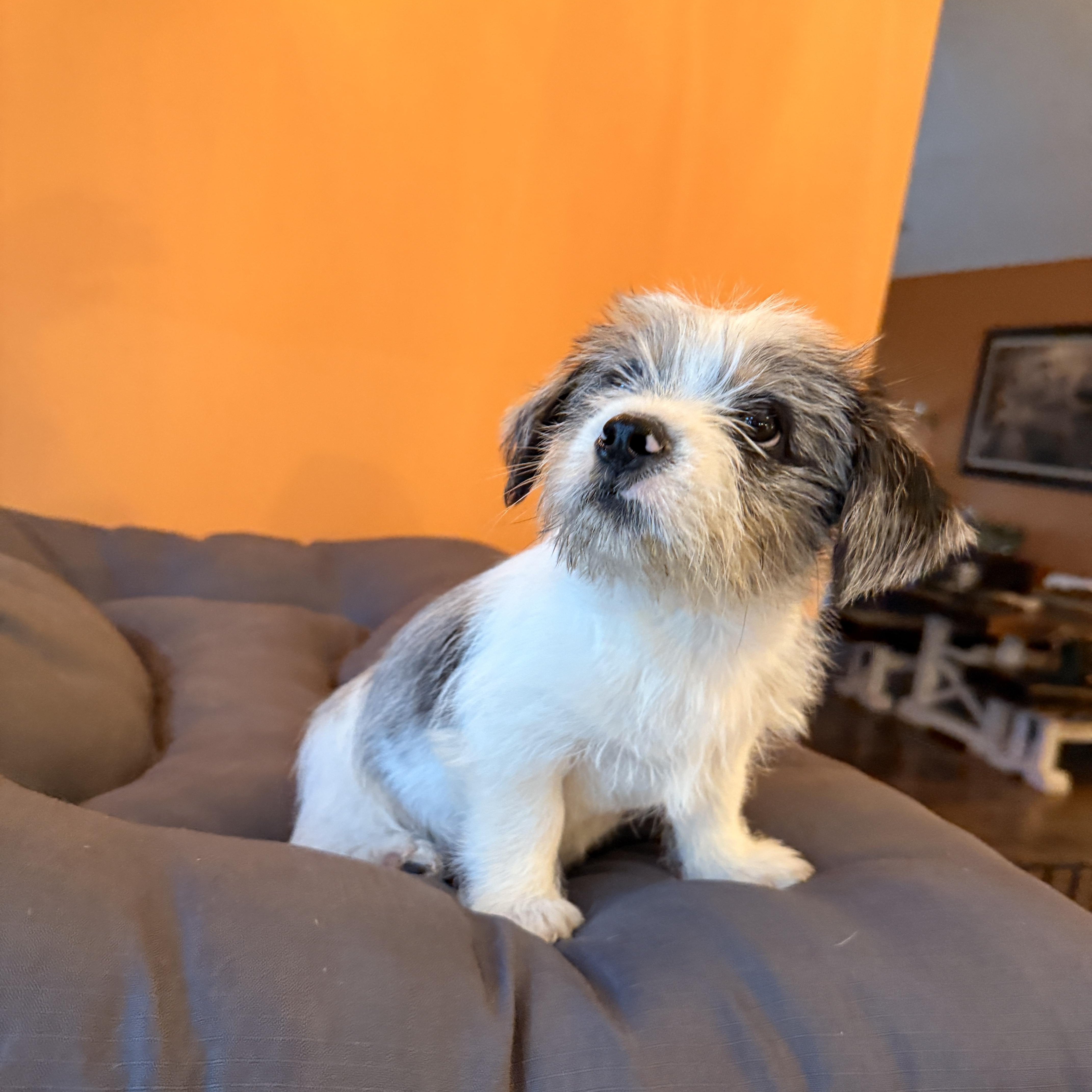 Enlarge Aiden, a hold mixed breed in Baltimore, MD image 5/5