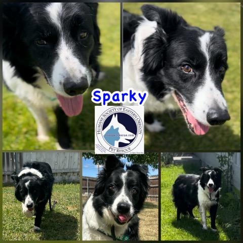 Sparky photo 1