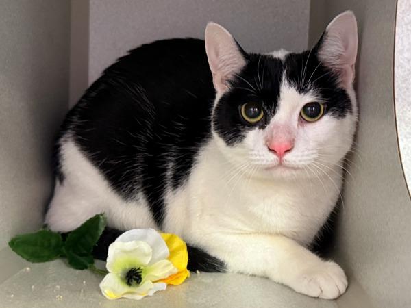 Snickolas, Adoptable, Young Male Domestic Short Hair.