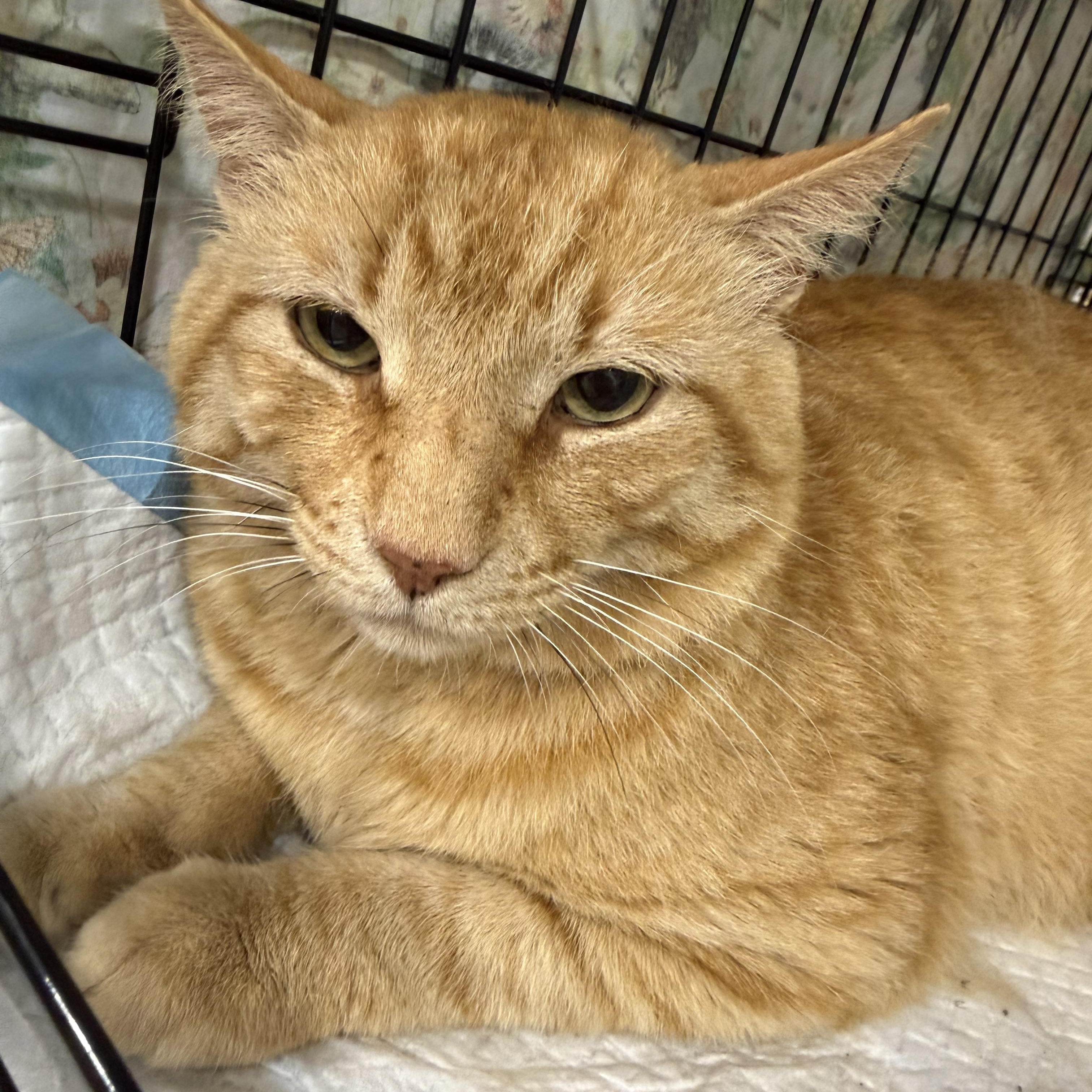 Bubba, a ADOPTABLE Domestic Short Hair in Bridgeton, NC image 4/4