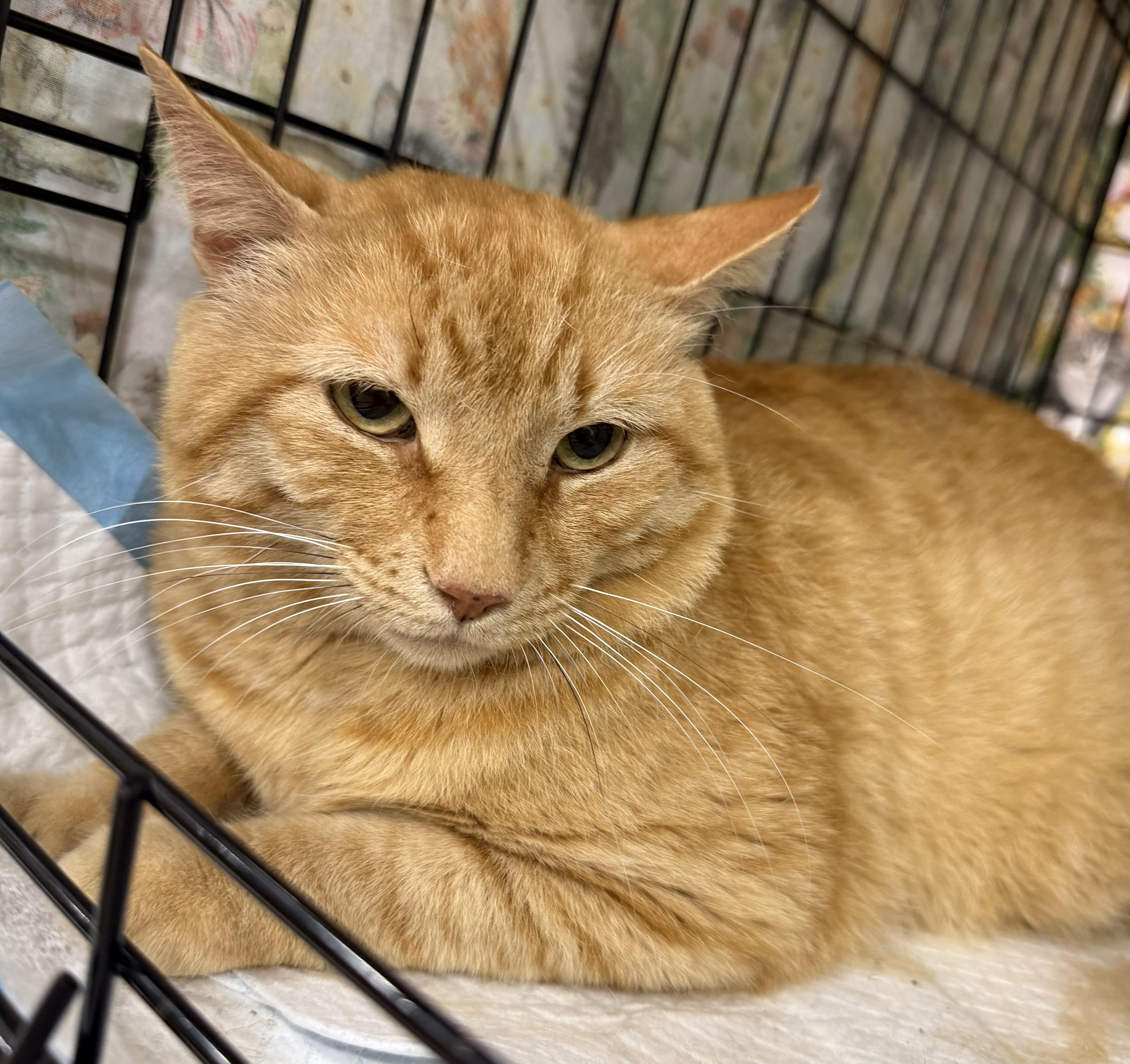 Bubba, ADOPTABLE, Adult Male Domestic Short Hair.