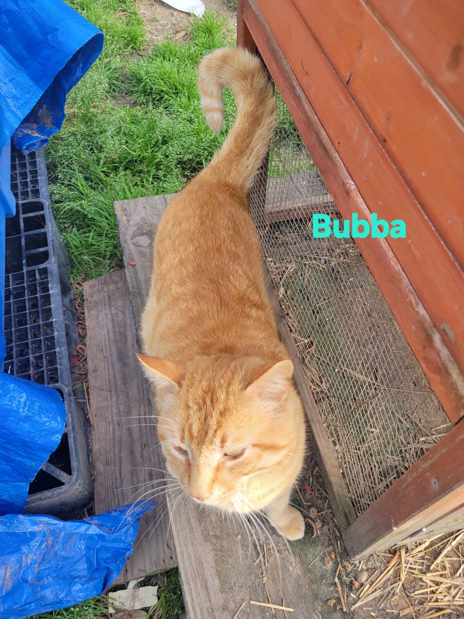 Enlarge Bubba, a ADOPTABLE Domestic Short Hair in Bridgeton, NC image 2/2