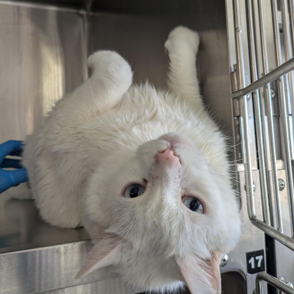 Little White, Adoptable, Senior Male Domestic Short Hair.