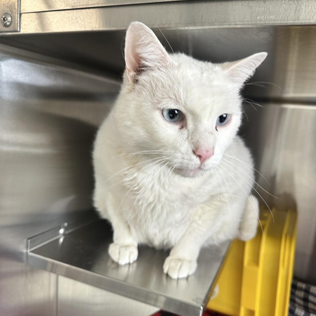 Little White thumbnail 3