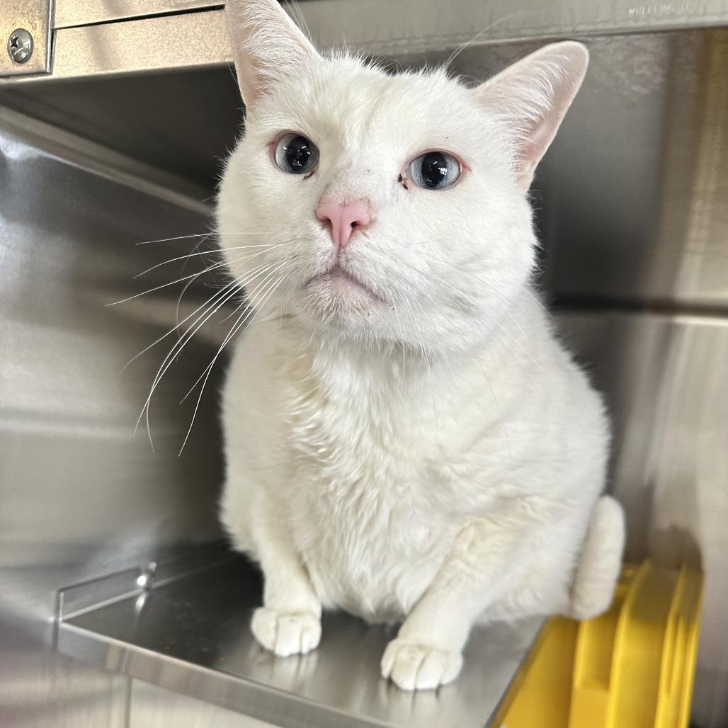 Little White thumbnail 4