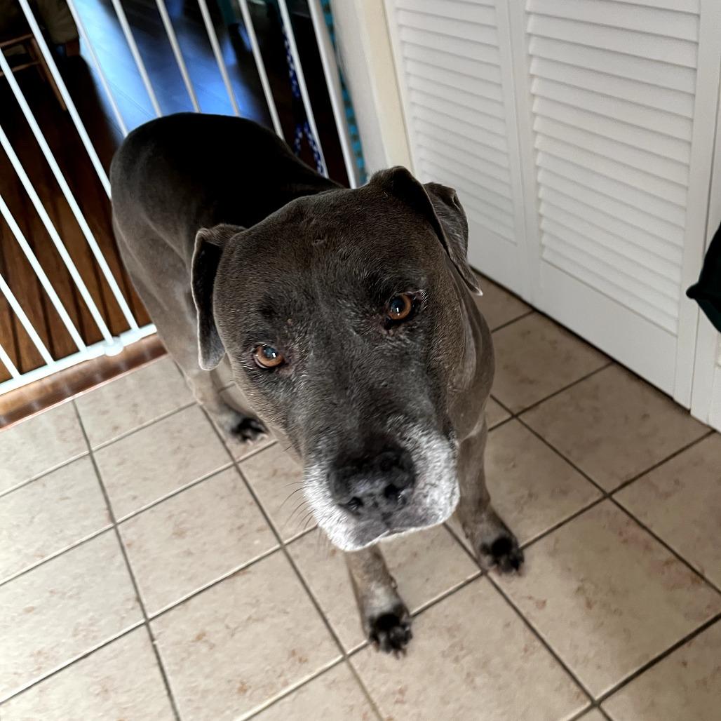 PL Penny, Adoptable, Senior Female Pit Bull Terrier.