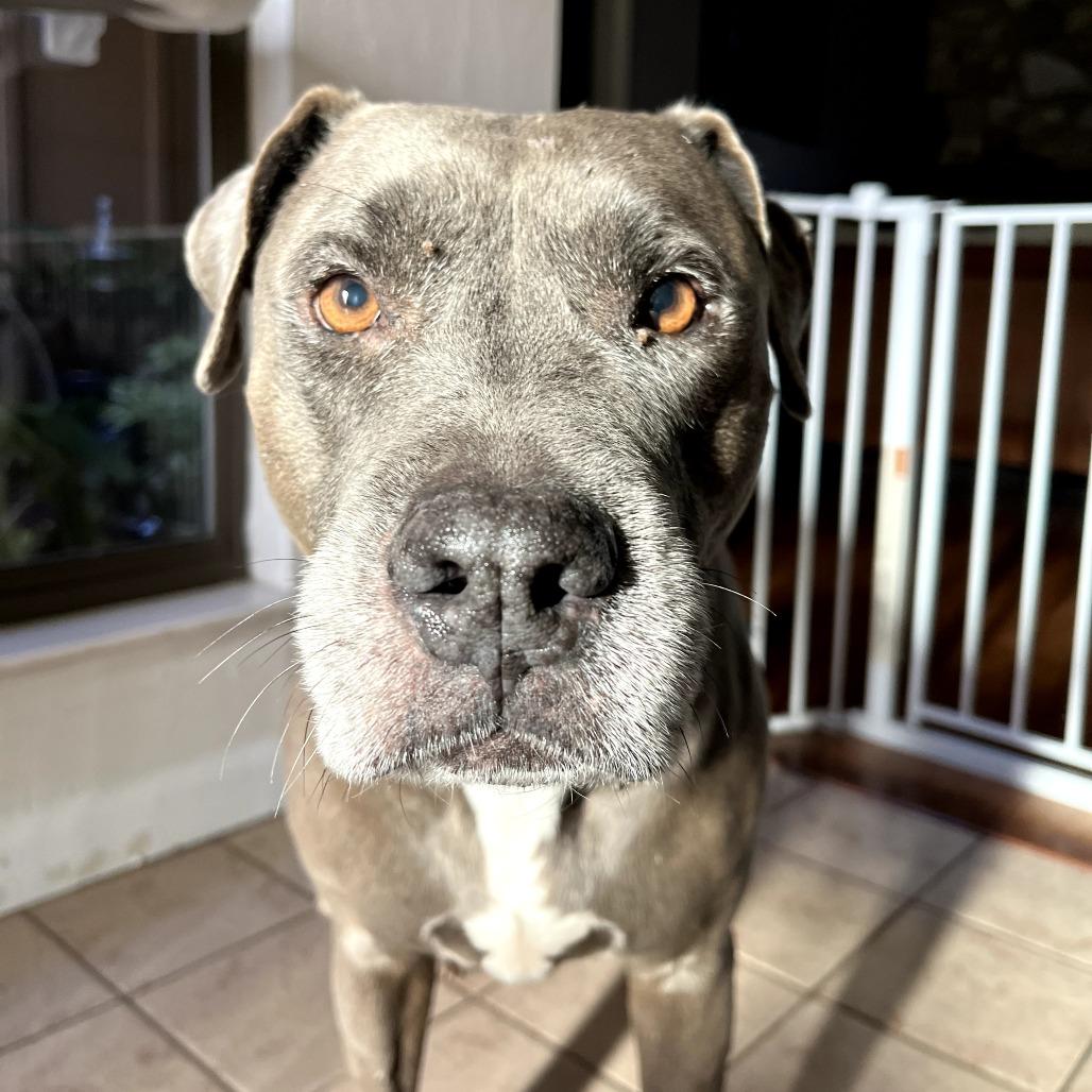 Enlarge PL Penny, a Adoptable Pit Bull Terrier in Melrose, FL image 2/6