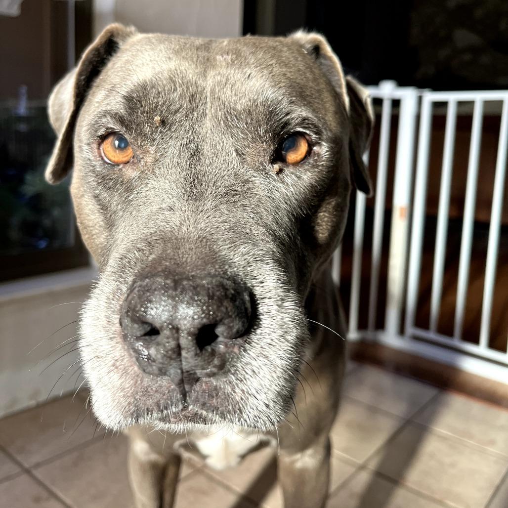 Enlarge PL Penny, a Adoptable Pit Bull Terrier in Melrose, FL image 3/6