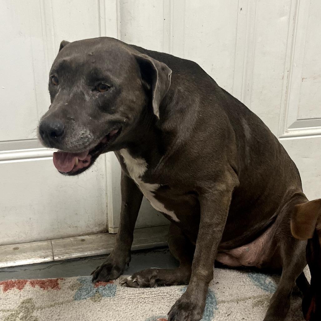 Enlarge PL Penny, a Adoptable Pit Bull Terrier in Melrose, FL image 4/6