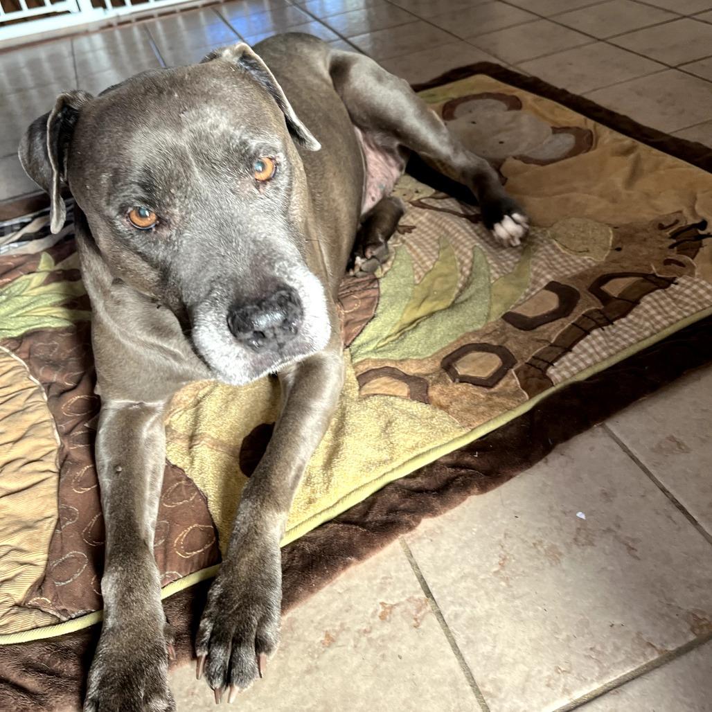 Enlarge PL Penny, a Adoptable Pit Bull Terrier in Melrose, FL image 5/6