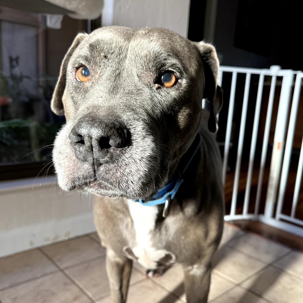 Enlarge PL Penny, a Adoptable Pit Bull Terrier in Melrose, FL image 6/6