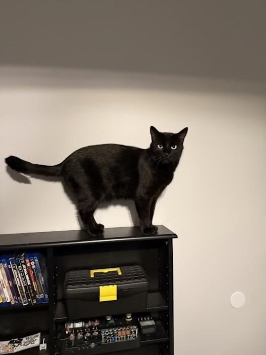 Joseph - Courtesy Listing, Adoptable, Senior Male Domestic Short Hair.