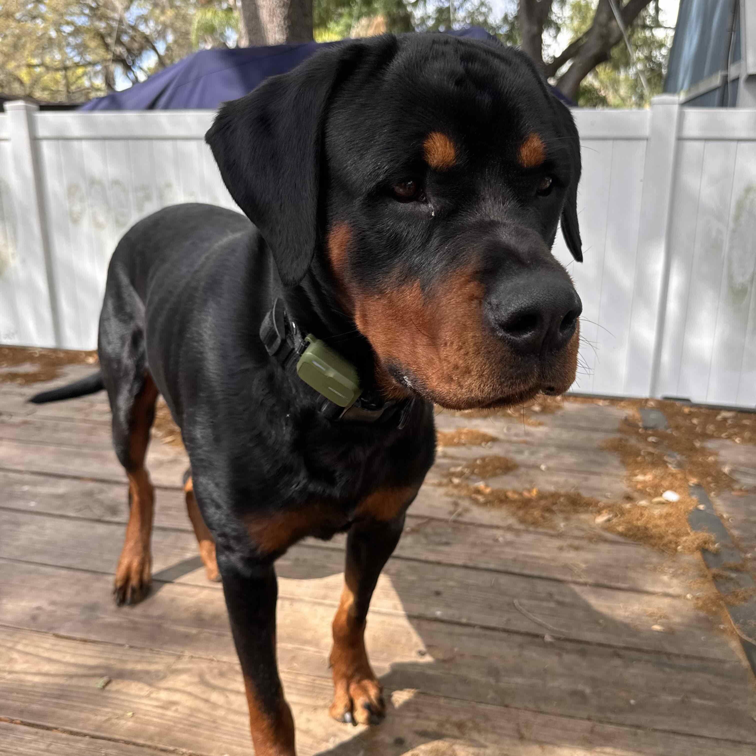 Enzo, a ADOPTABLE Rottweiler in New Port Richey, FL image 5/5