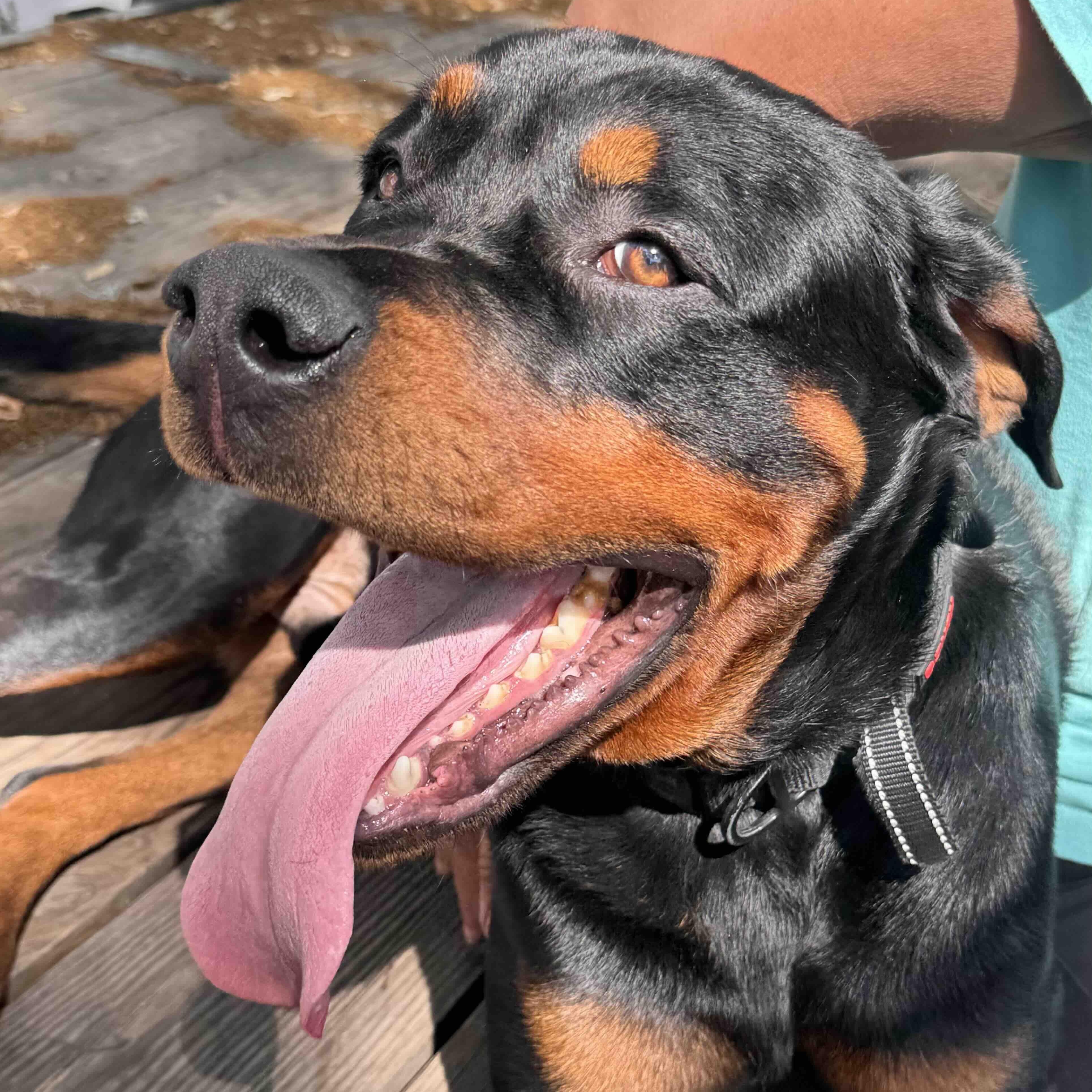 Enzo, ADOPTABLE, Young Male Rottweiler.