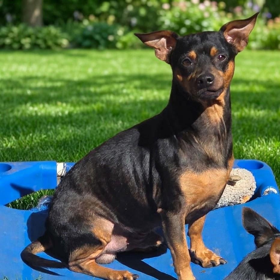 Sam, Adoptable, Young Male Miniature Pinscher.
