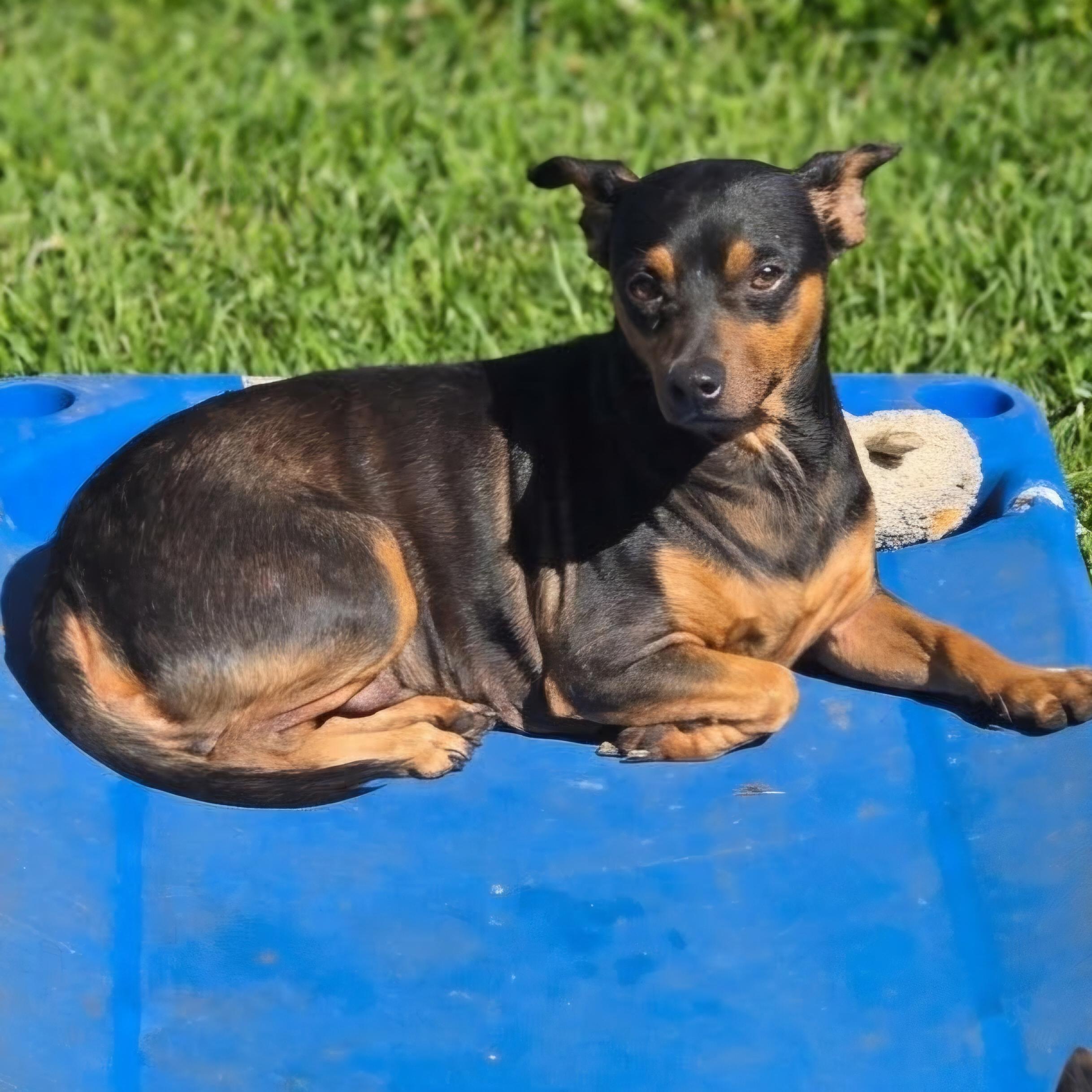 Enlarge Sam, a Adoptable Miniature Pinscher in Athens, AL image 2/2