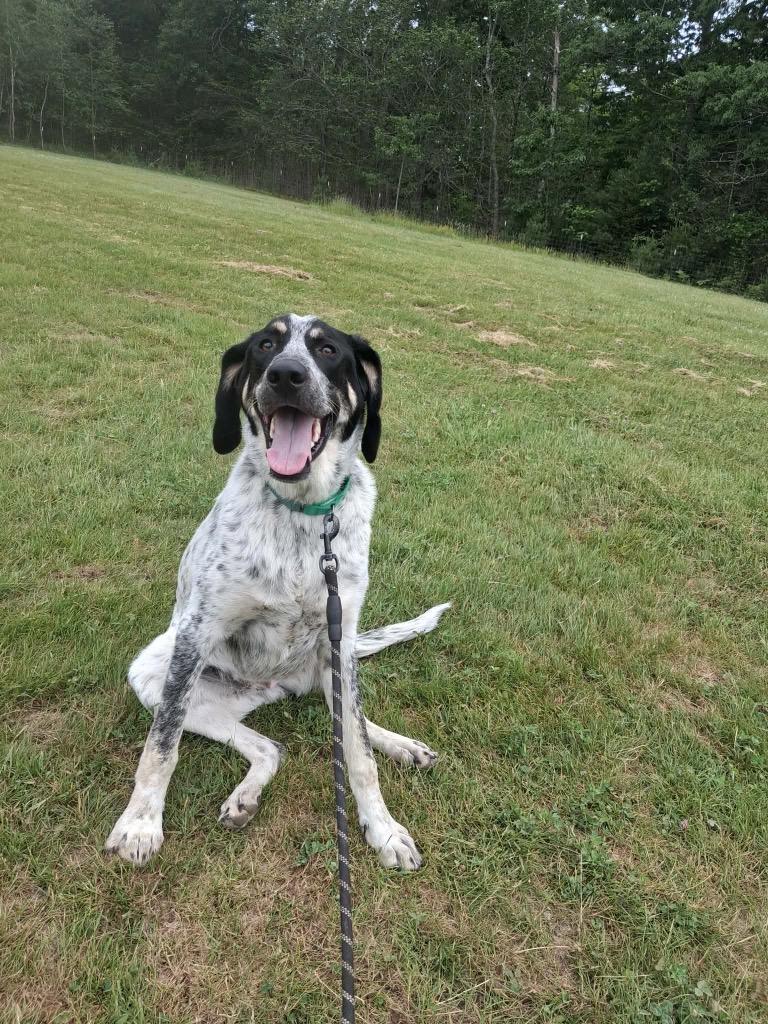Enlarge Rocky, a Adoptable Hound in Gorham, ME image 1/5
