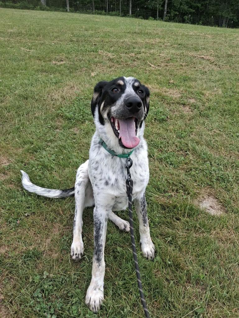 Enlarge Rocky, a Adoptable Hound in Gorham, ME image 2/5