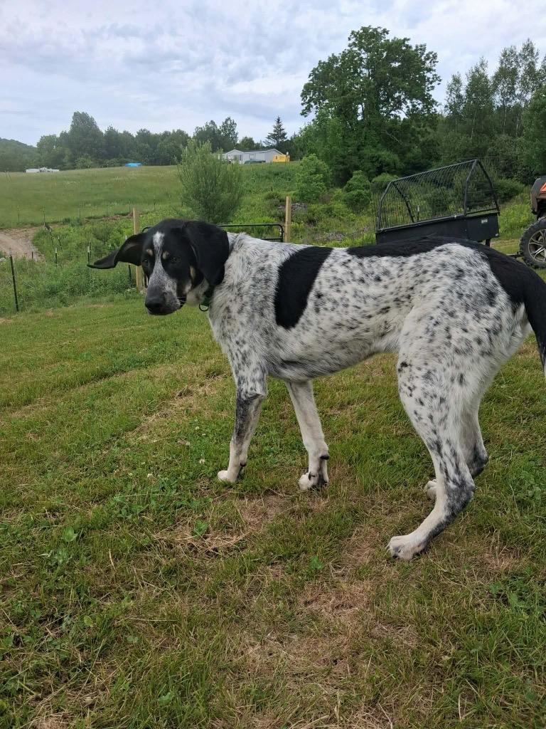 Enlarge Rocky, a Adoptable Hound in Gorham, ME image 3/5