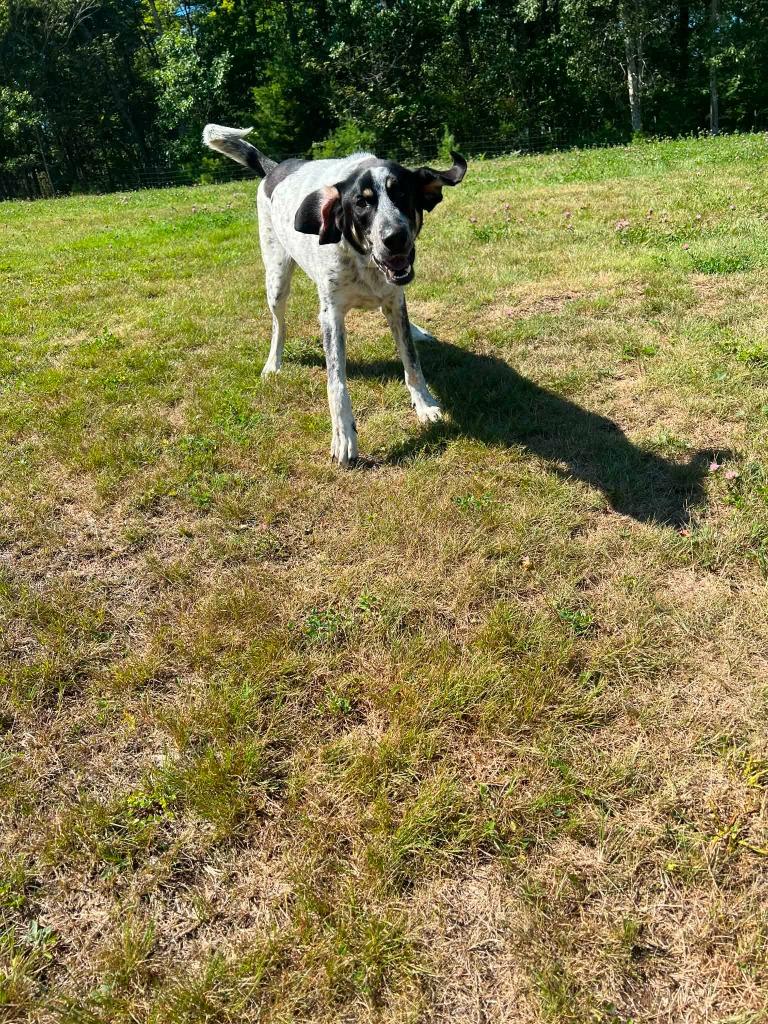 Enlarge Rocky, a Adoptable Hound in Gorham, ME image 4/5