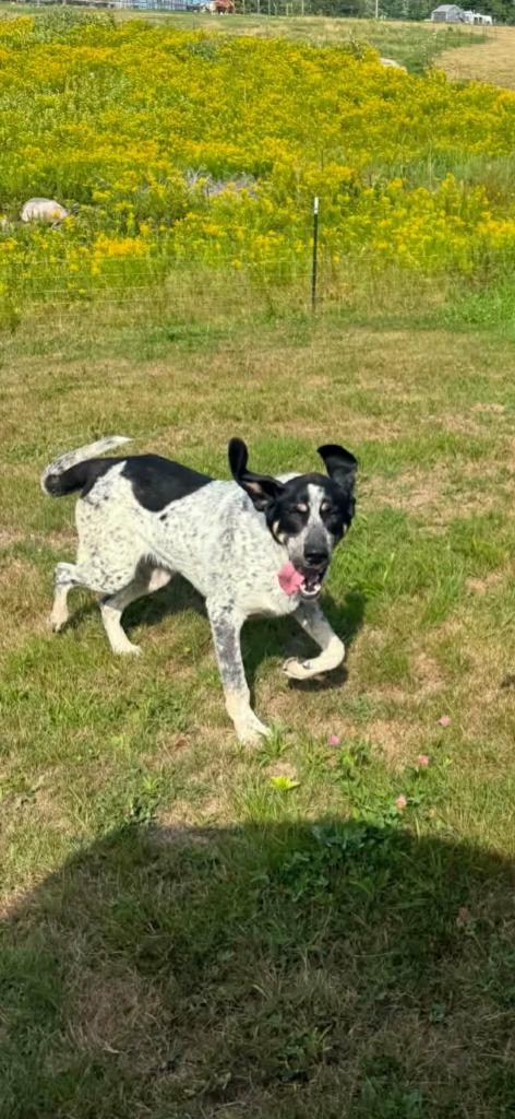 Enlarge Rocky, a Adoptable Hound in Gorham, ME image 5/5