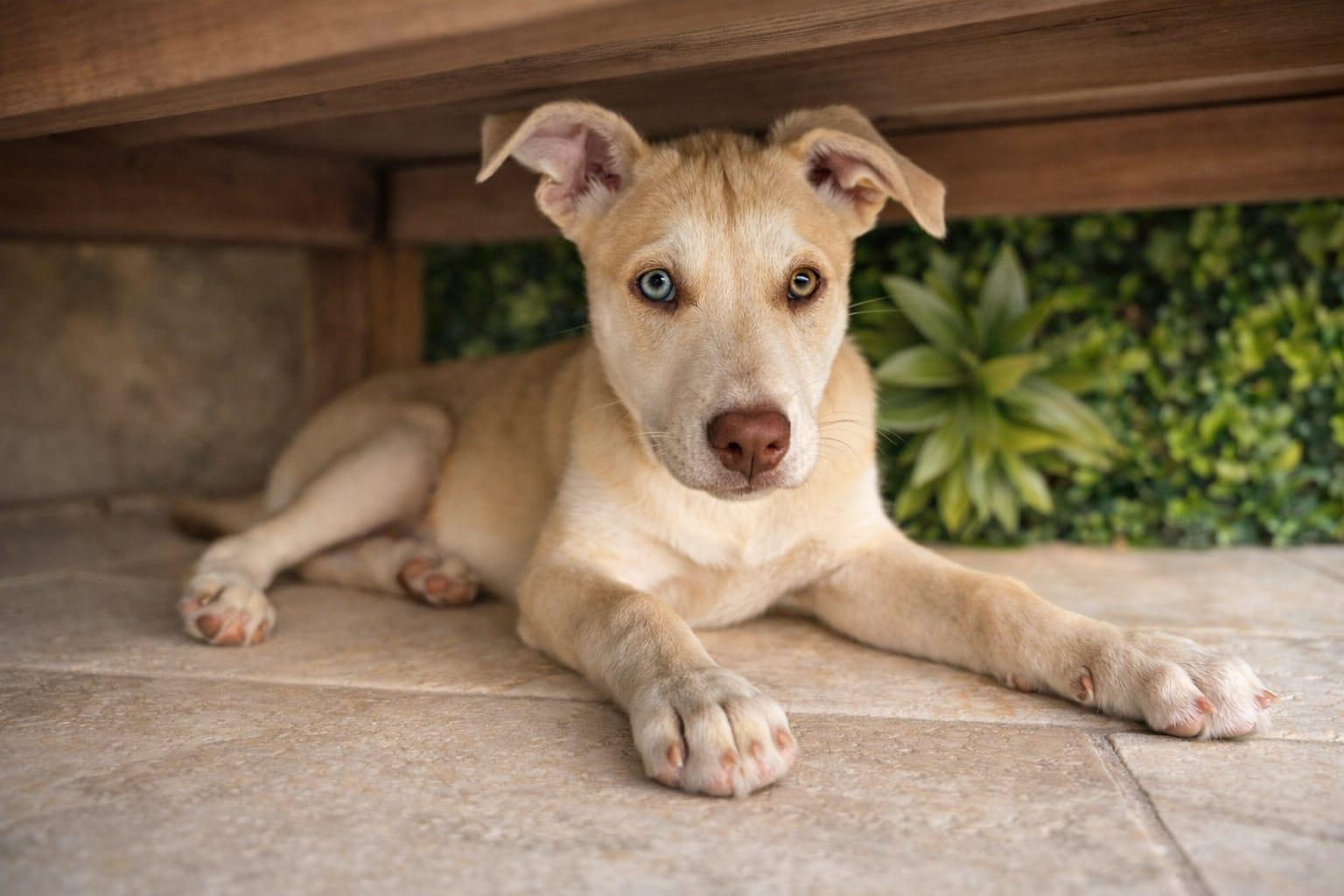 Smartie, a ADOPTABLE mixed breed in Miami, FL image 4/4