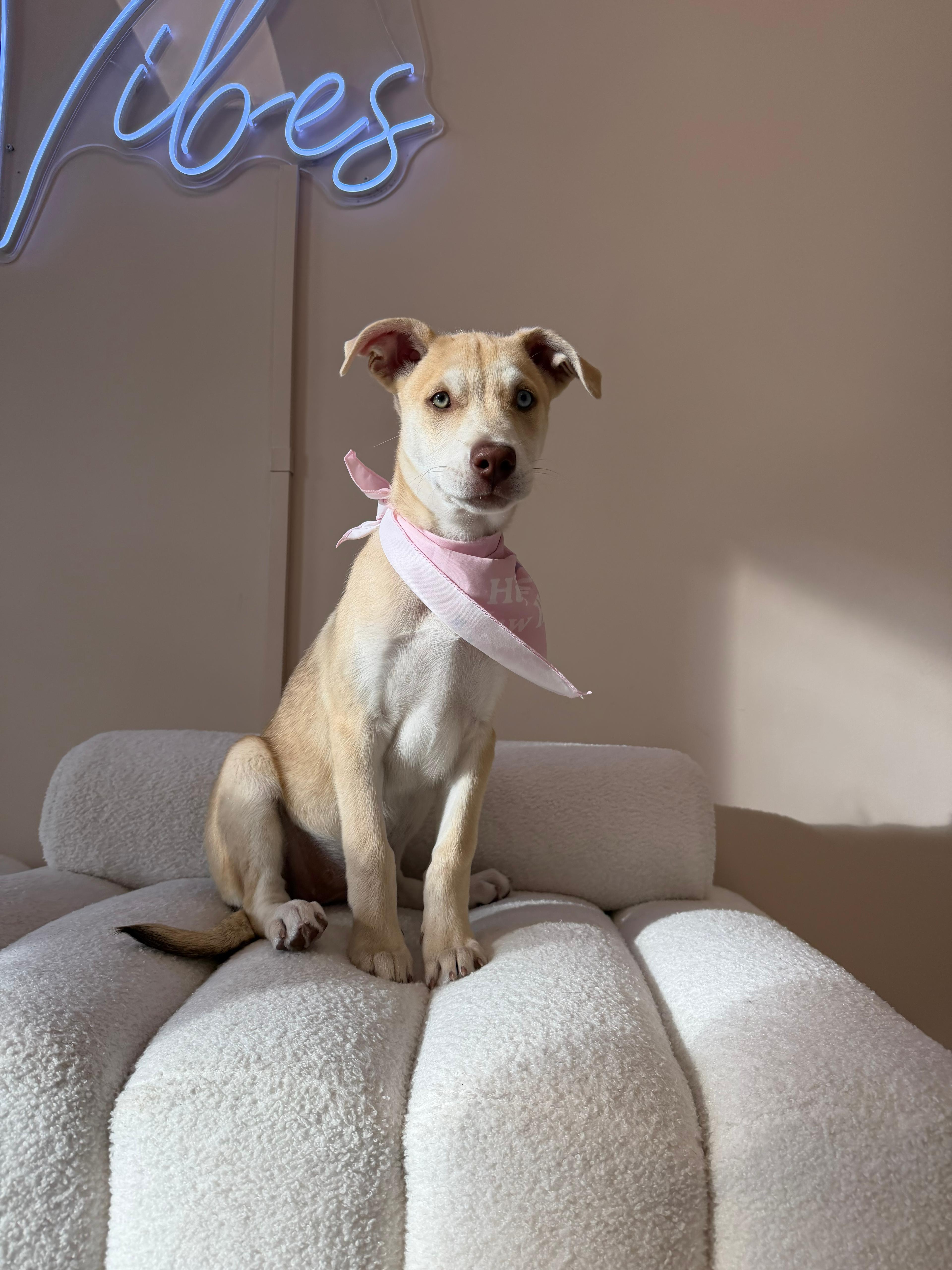 Smartie, a ADOPTABLE mixed breed in Miami, FL image 2/4