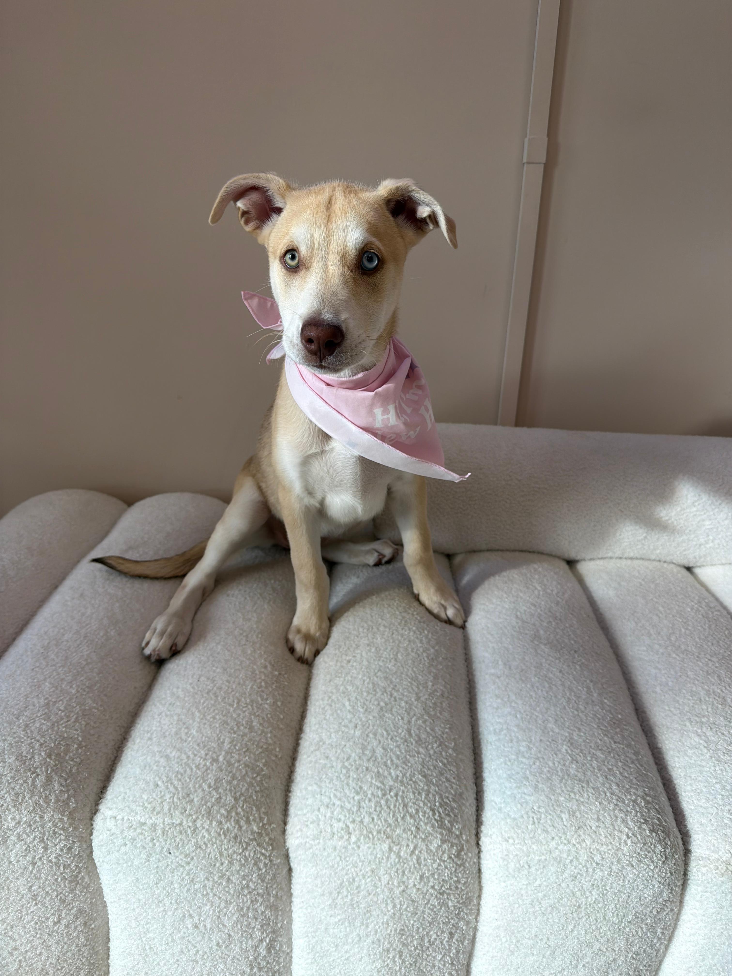 Smartie, ADOPTABLE, Puppy Female Husky.