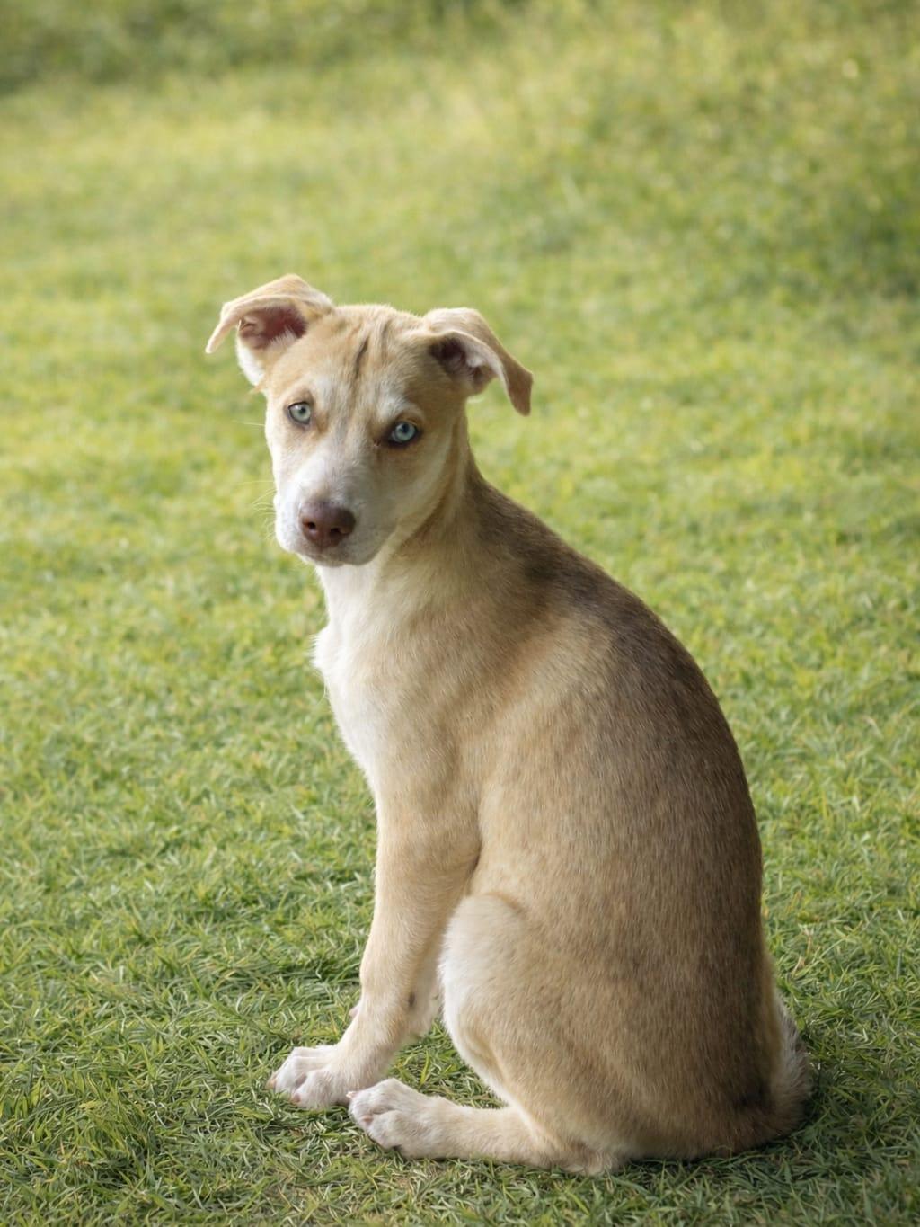 Smartie, a ADOPTABLE mixed breed in Miami, FL image 3/4