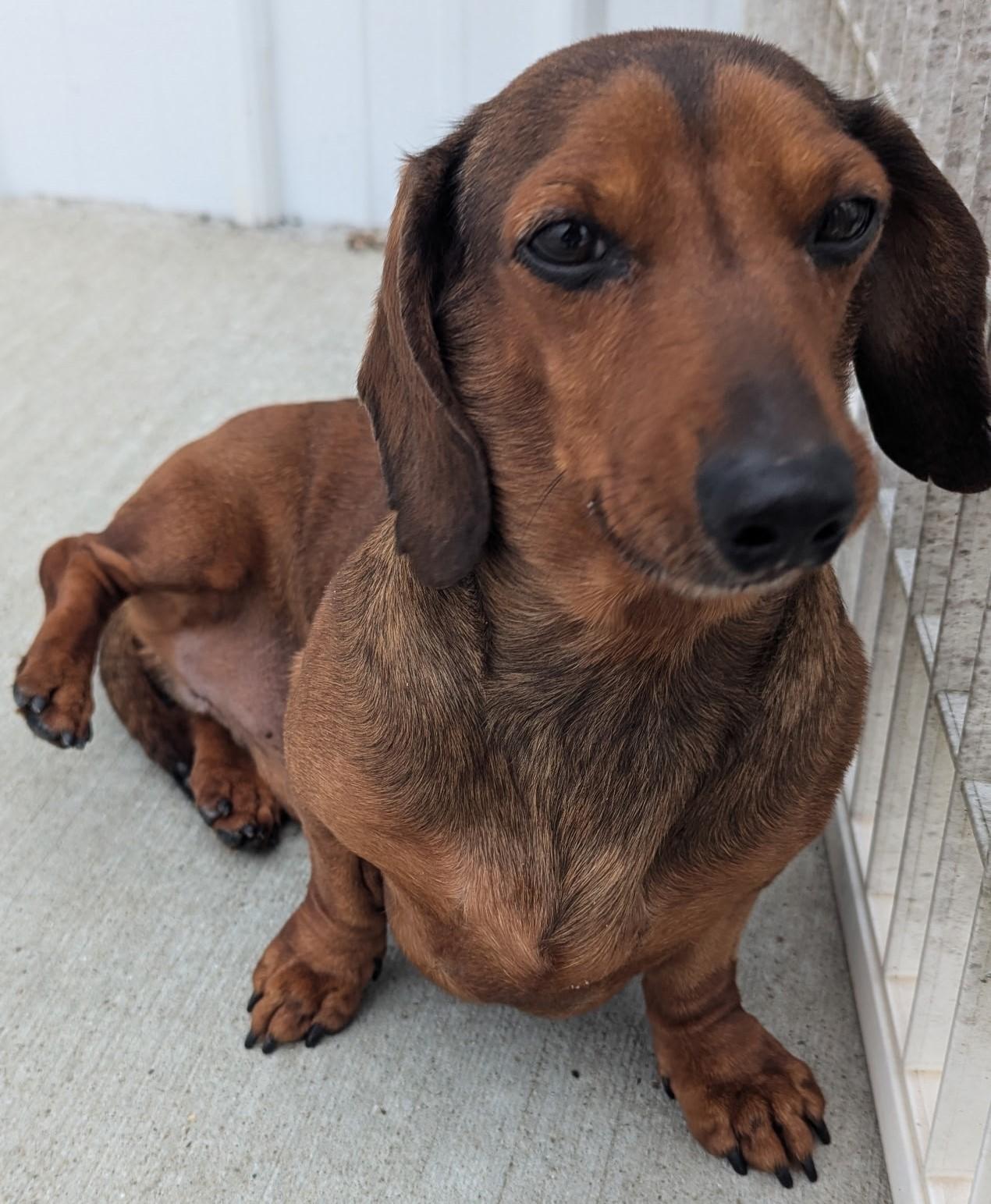 Enlarge Samson in TN, a ADOPTABLE Dachshund in Alcoa, TN image 3/6