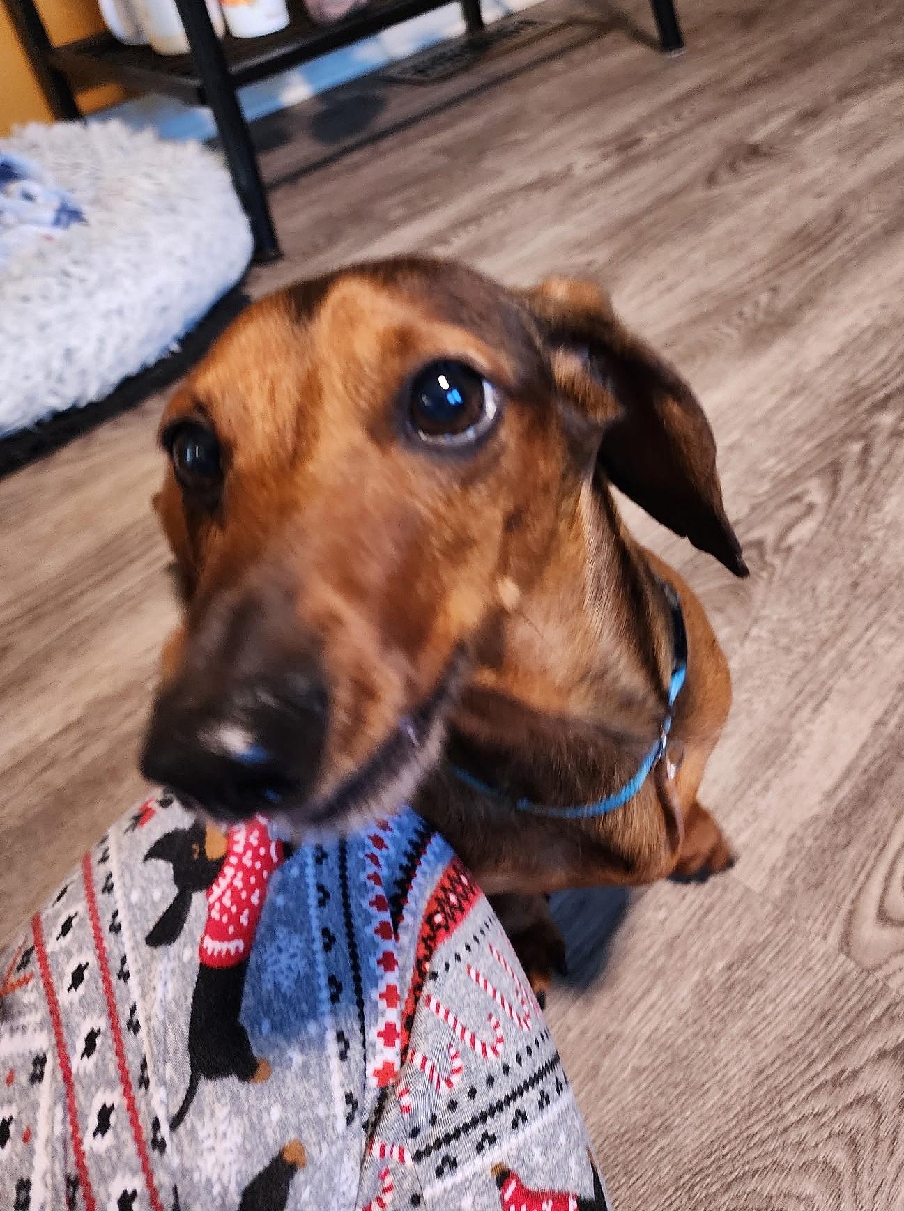 Enlarge Samson in TN, a ADOPTABLE Dachshund in Alcoa, TN image 5/6