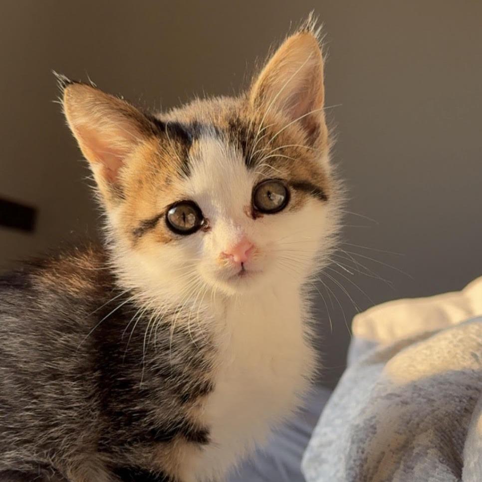 Hoodie C26-022, Adoptable, Kitten Male Domestic Medium Hair.