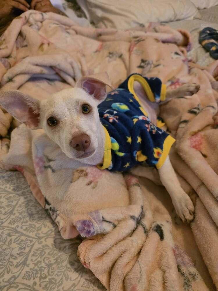 Enlarge Patrick, a Adoptable mixed breed in Chattanooga, TN image 1/3