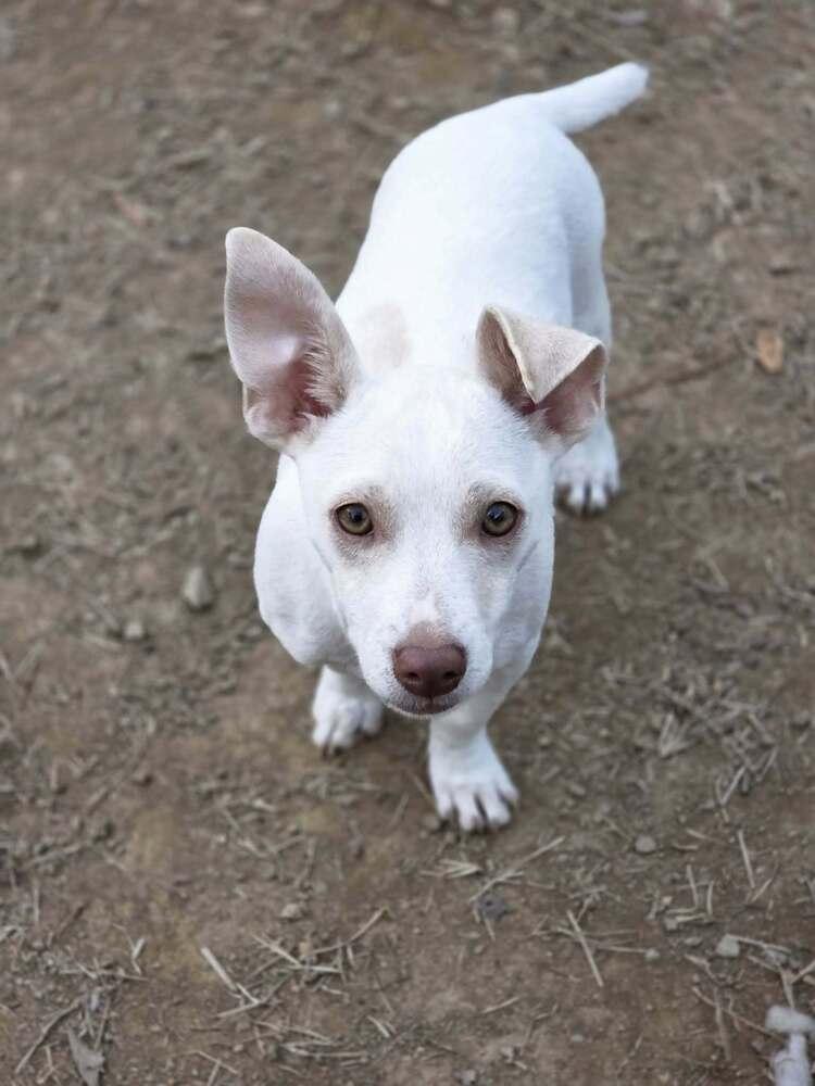 Enlarge Patrick, a Adoptable mixed breed in Chattanooga, TN image 2/3