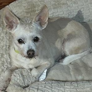 Peaches, an adopted mixed breed in Bowmanville, ON image 1/3