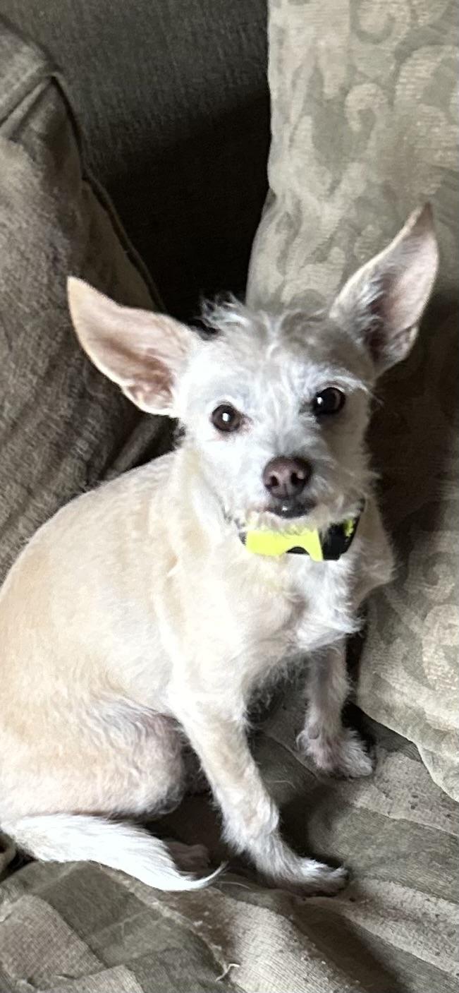 Peaches, an adopted mixed breed in Bowmanville, ON image 2/3