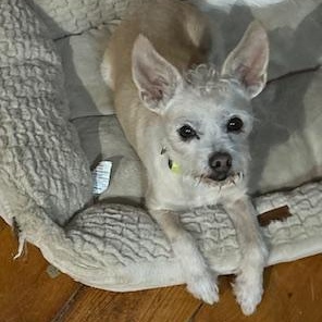 Peaches, an adopted mixed breed in Bowmanville, ON image 3/3