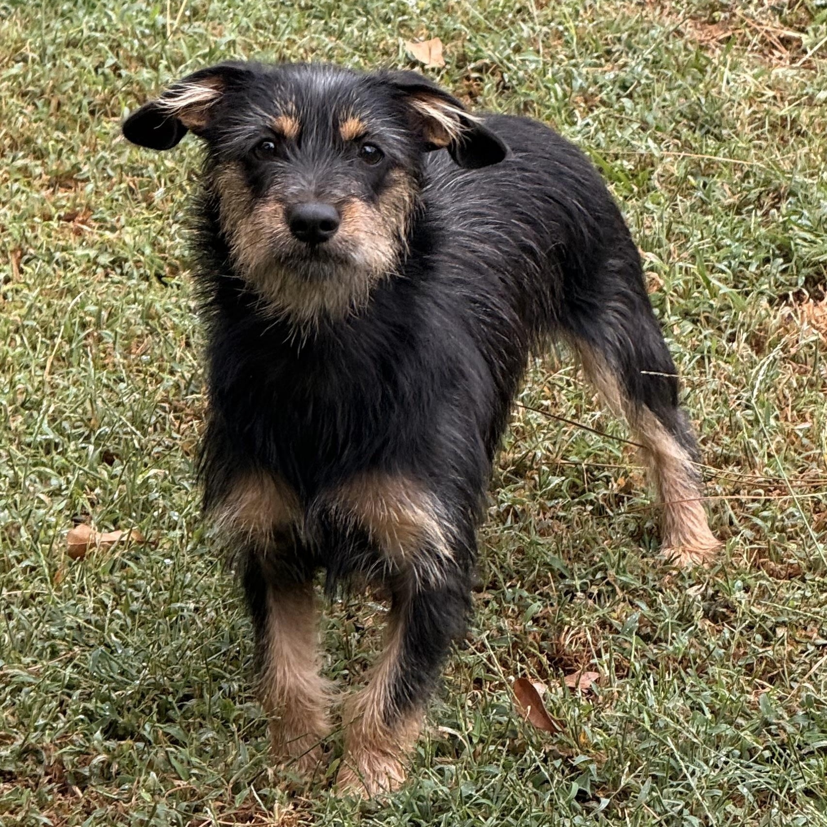 Enlarge Rosie, a Adoptable mixed breed in Texarkana, TX image 3/6