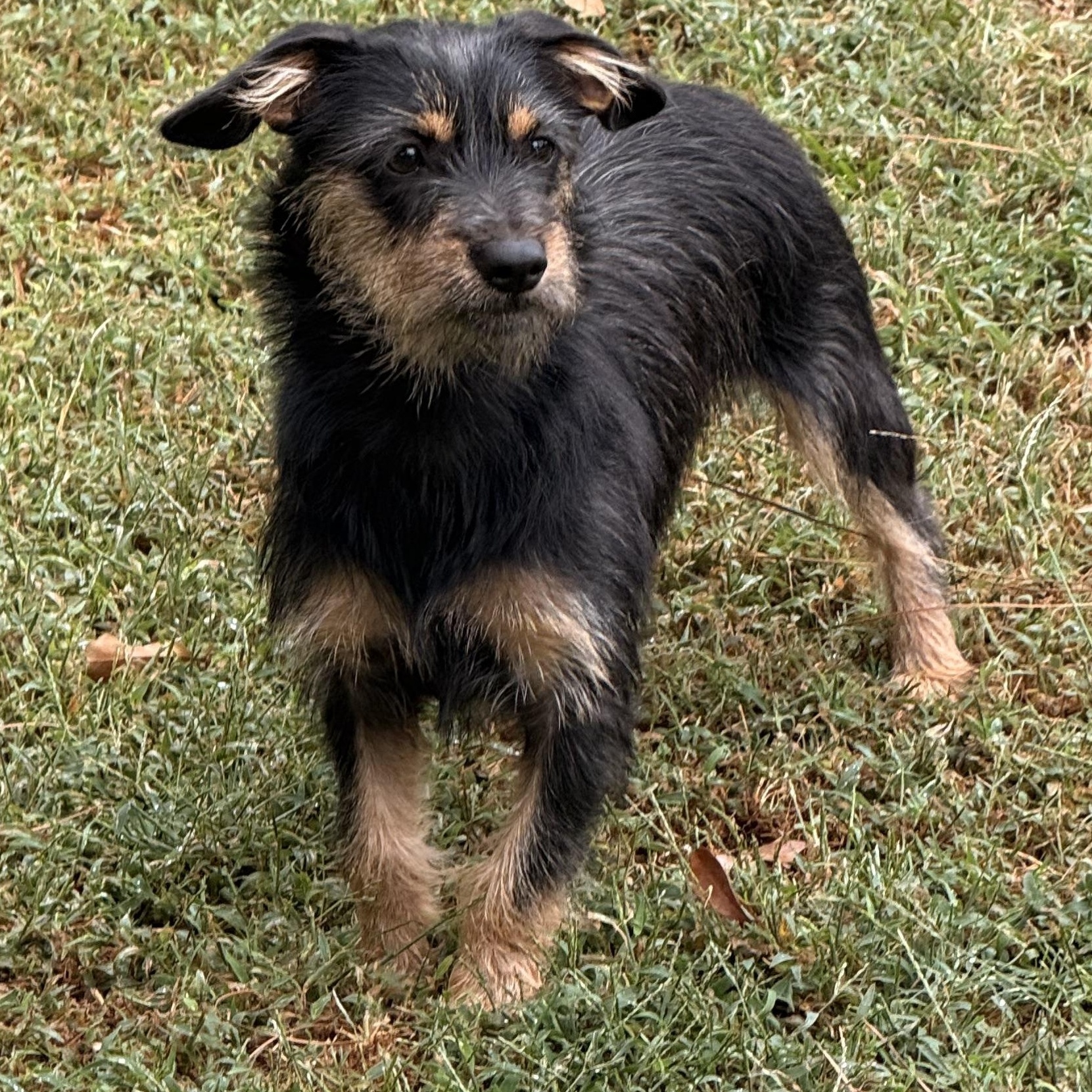 Rosie, Adoptable, Puppy Female Dachshund & Chorkie.