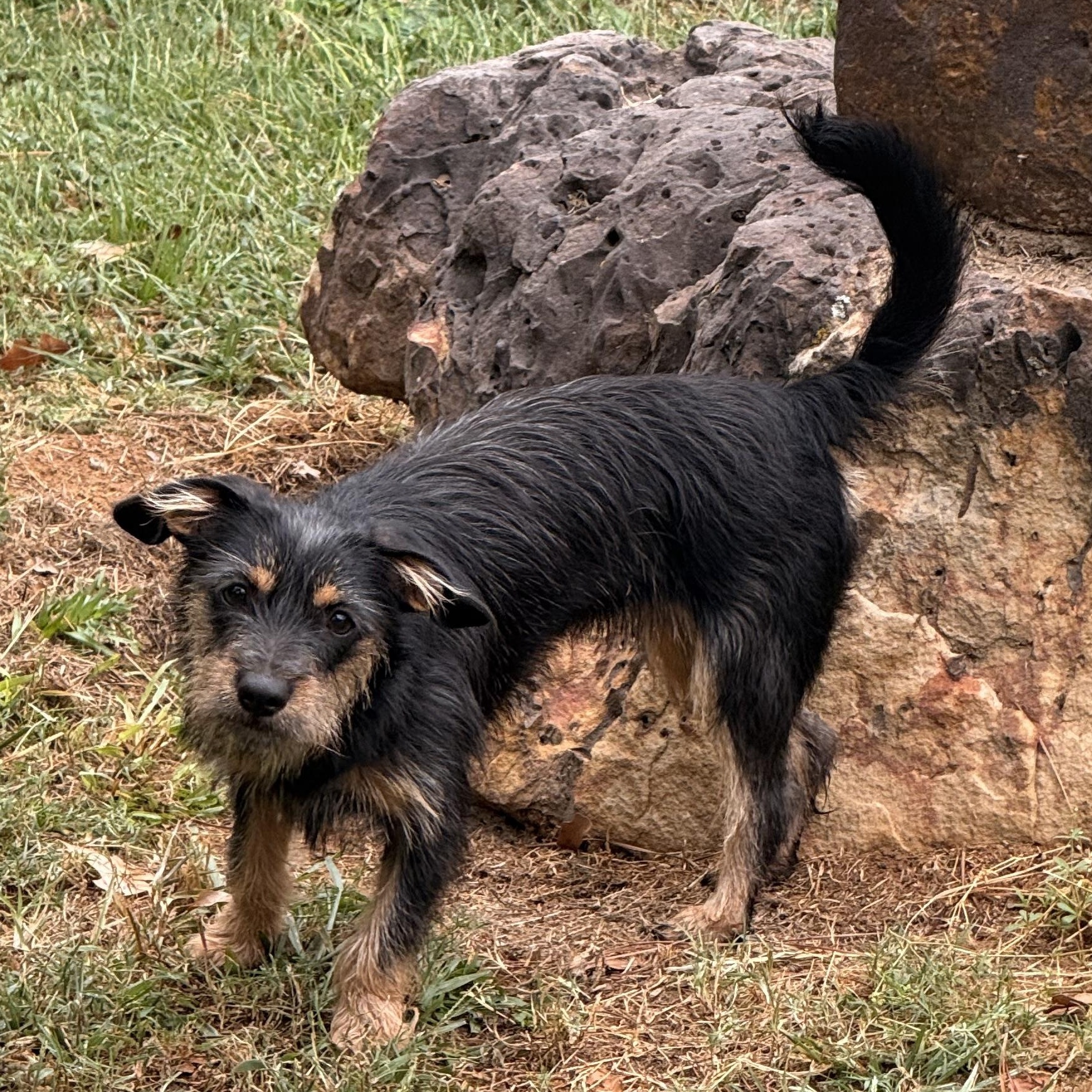 Enlarge Rosie, a Adoptable mixed breed in Texarkana, TX image 6/6